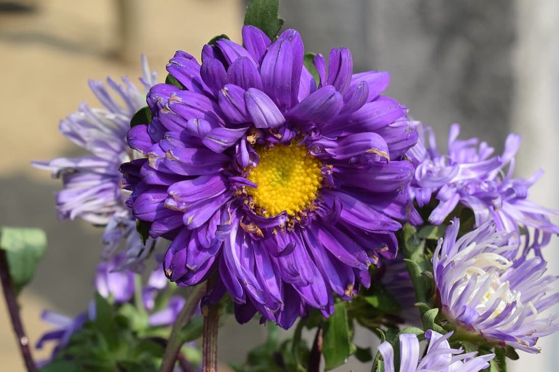 Chrysanthemum Anastasia