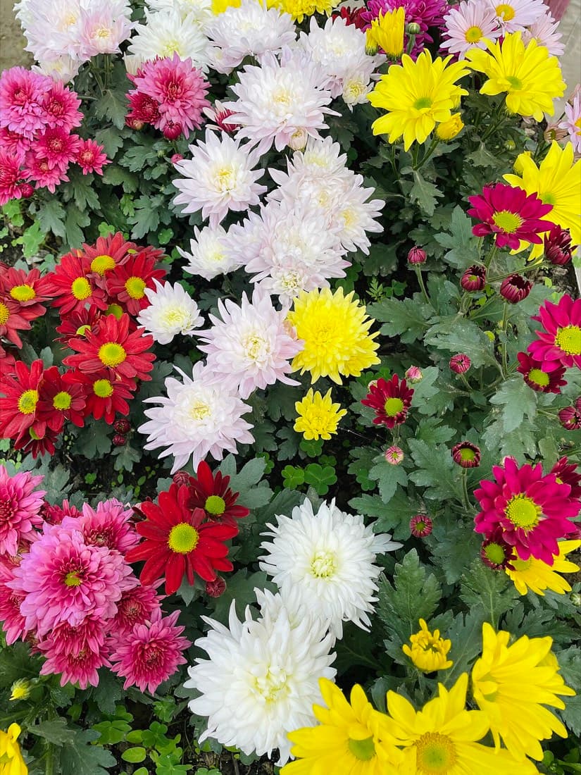 Chrysanthemum Anastasia