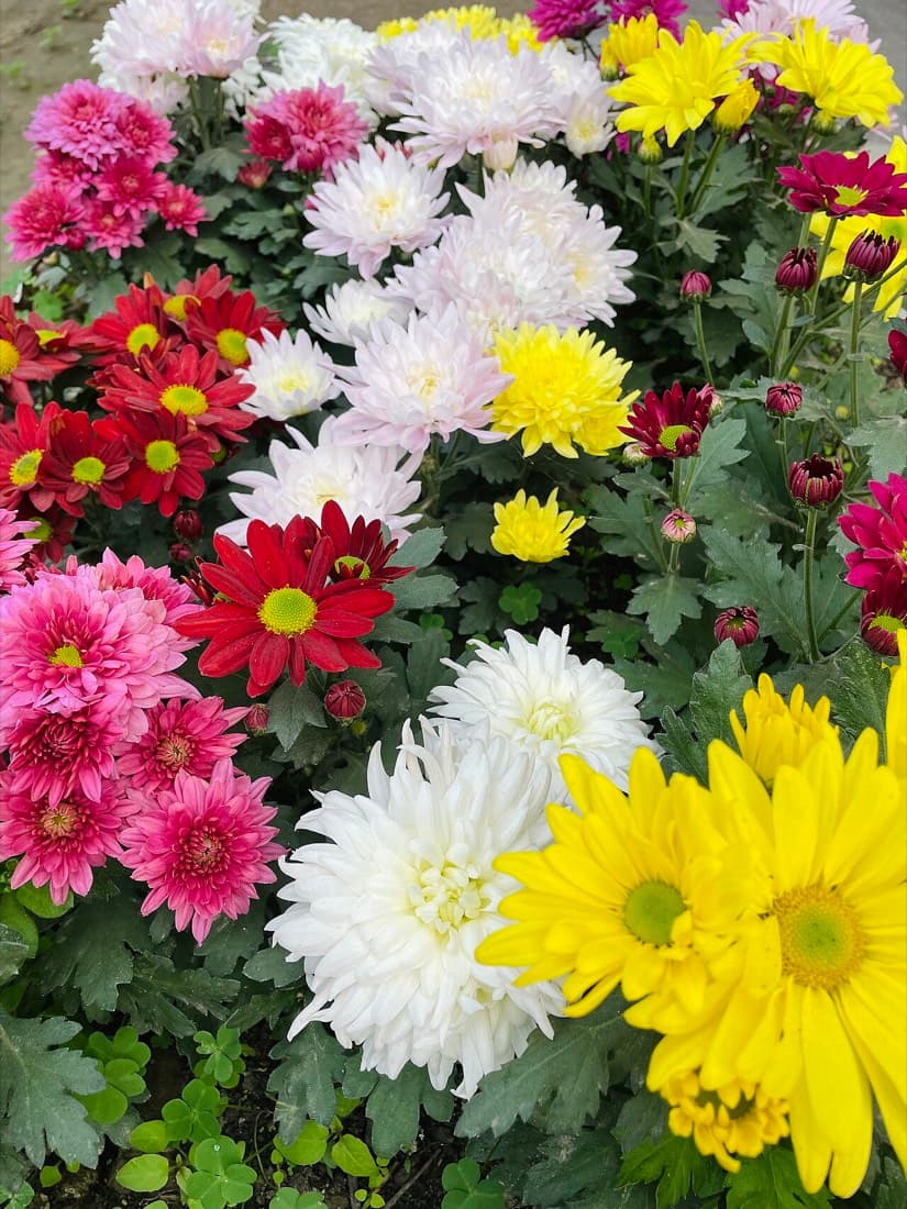 Chrysanthemum Anastasia