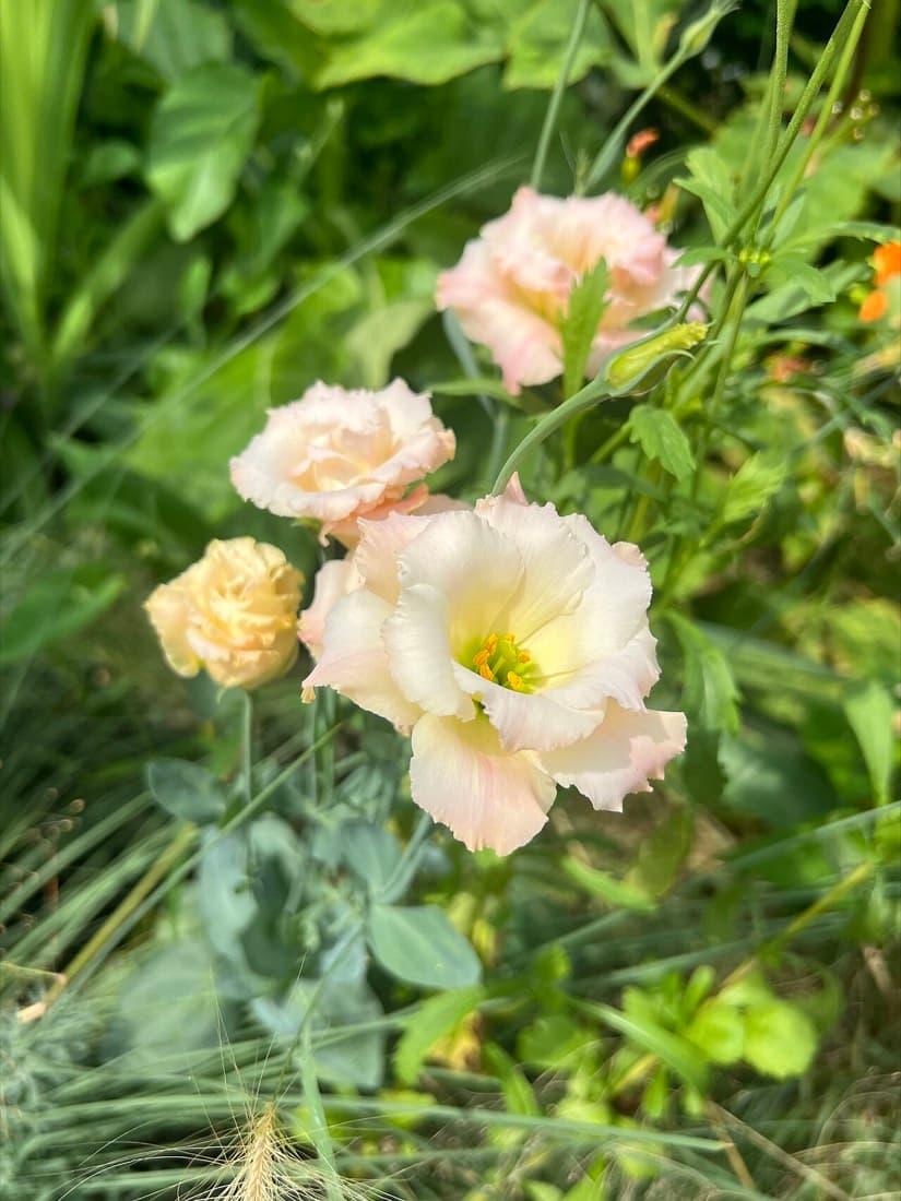Lisianthus