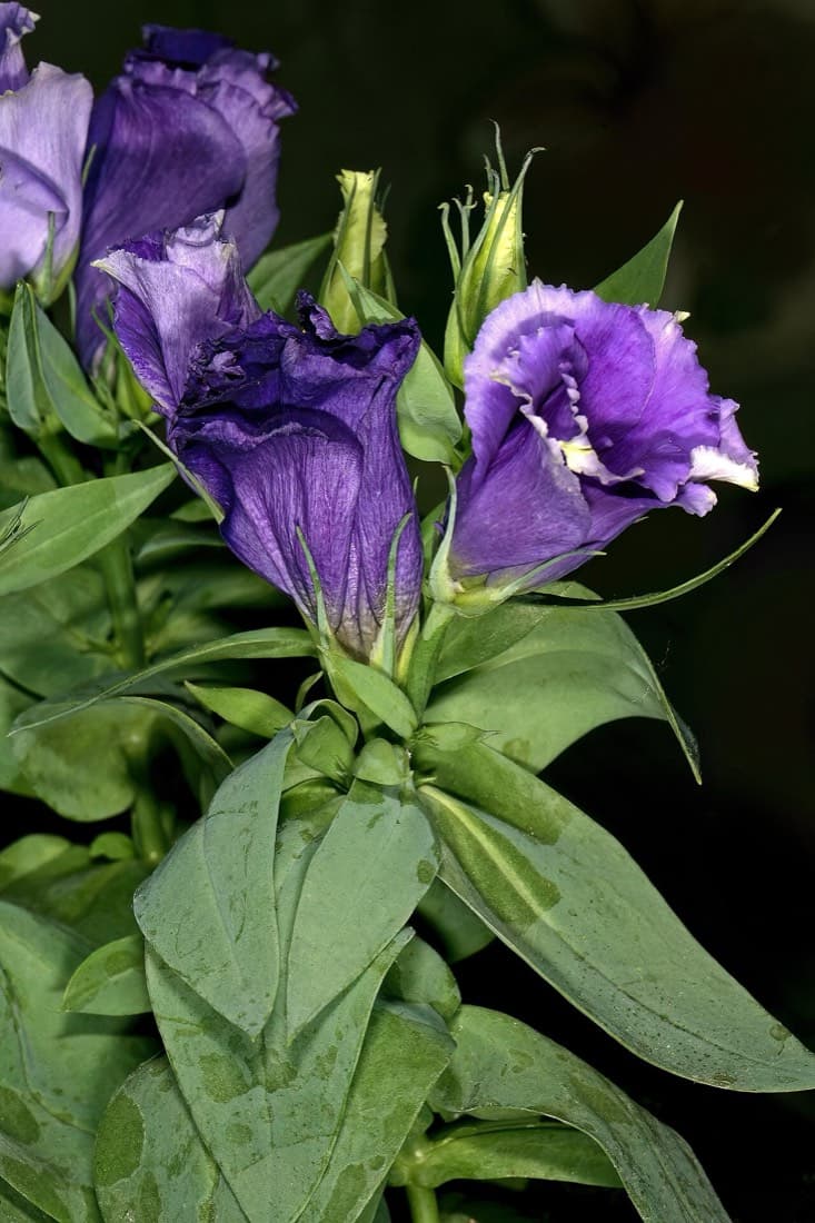 Lisianthus