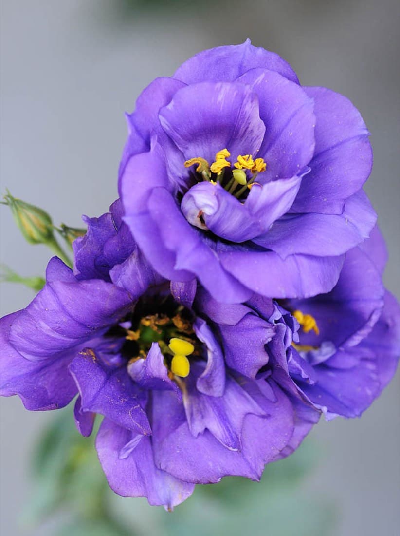 Lisianthus