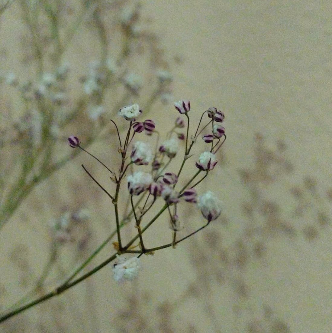 Gypsophila Cloud