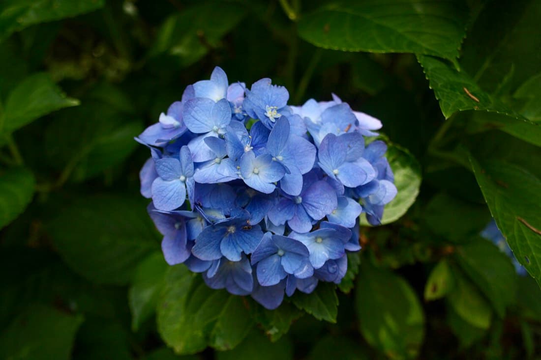 Hydrangea Blue