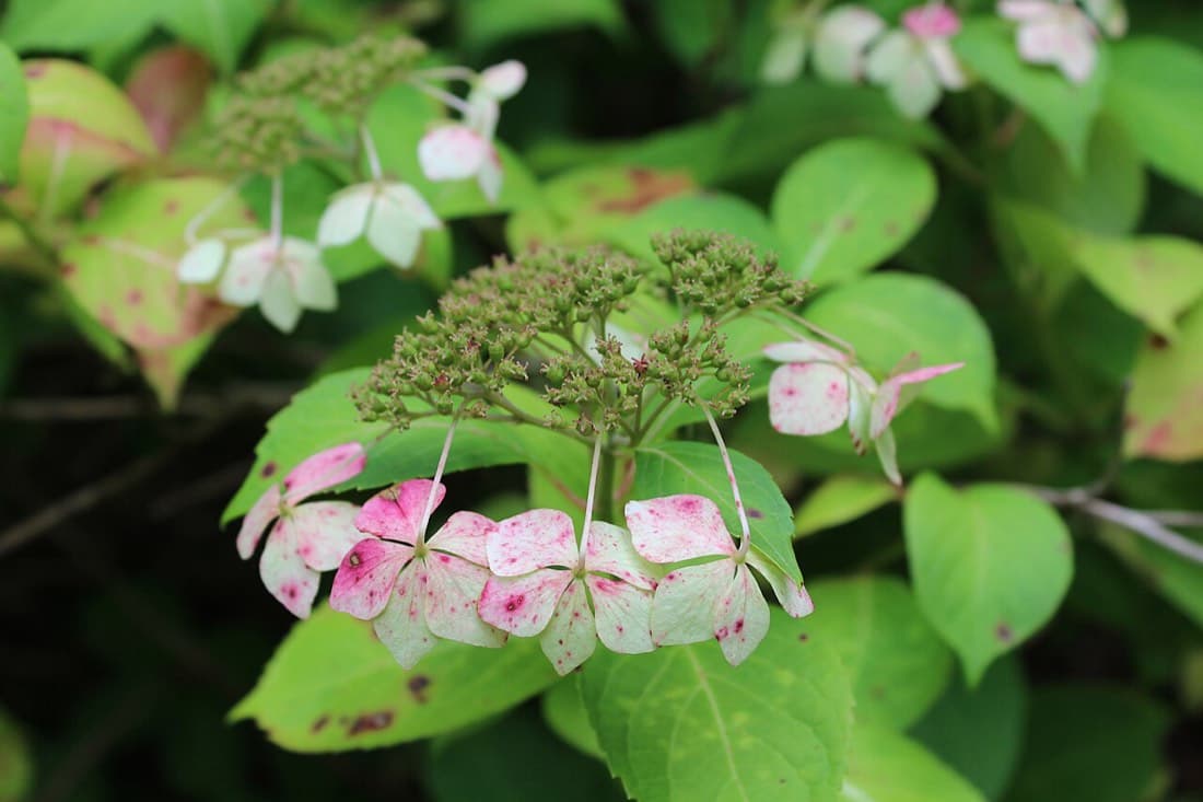 Hydrangea Blue