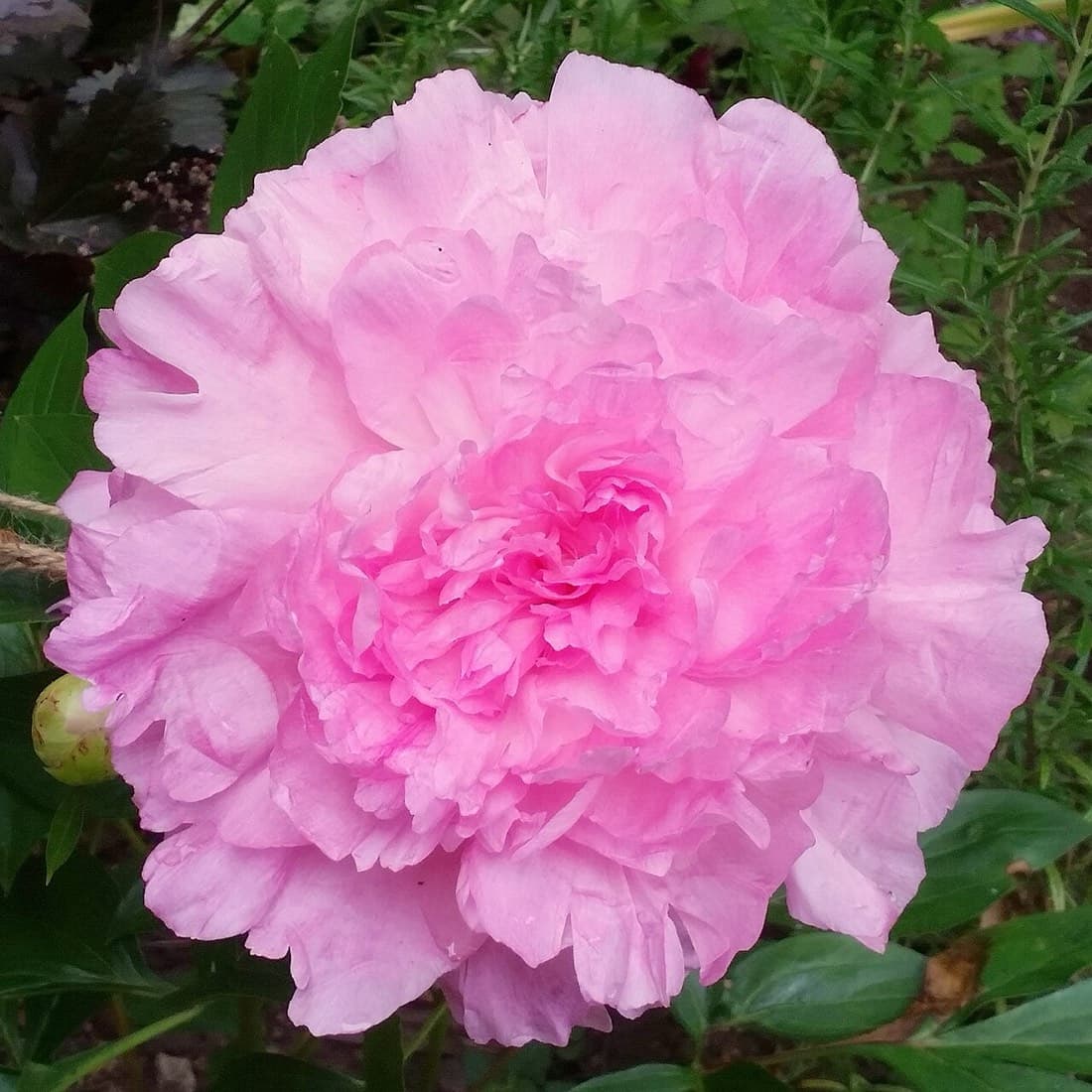 Peony Sarah Bernhardt