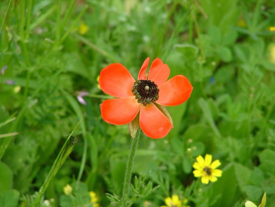 Ranunculus Mix