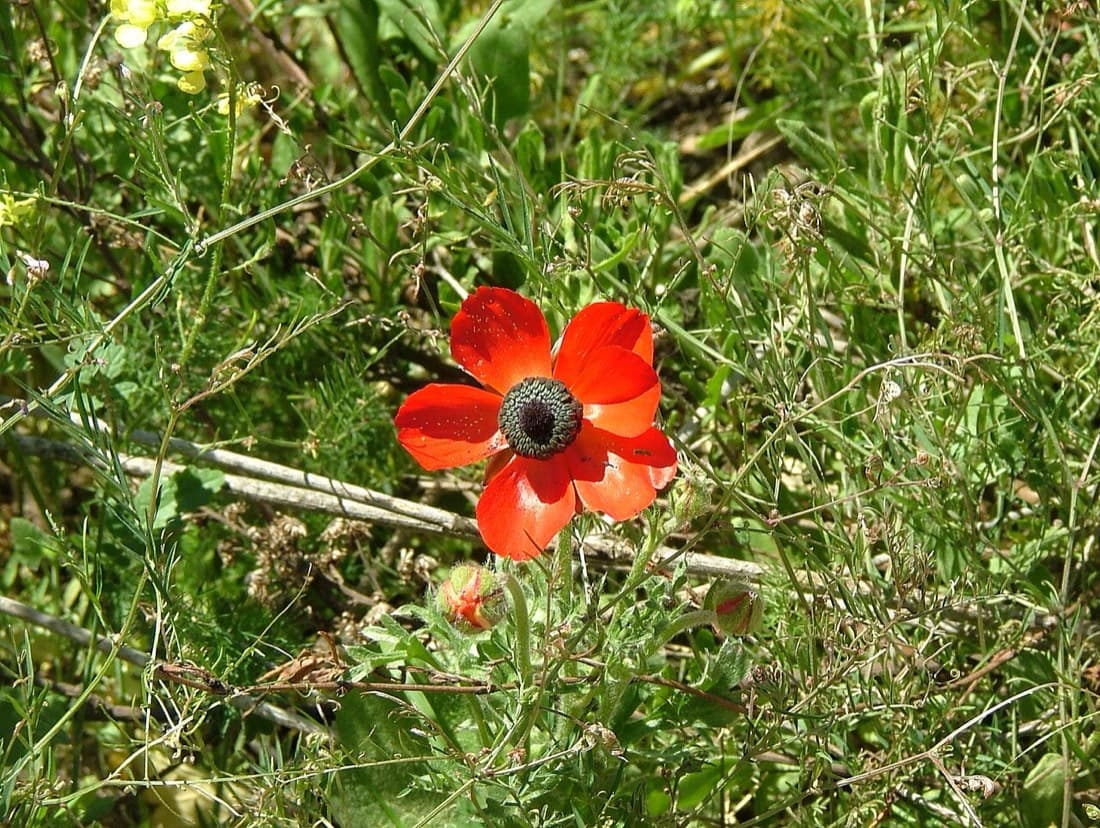 Ranunculus Mix