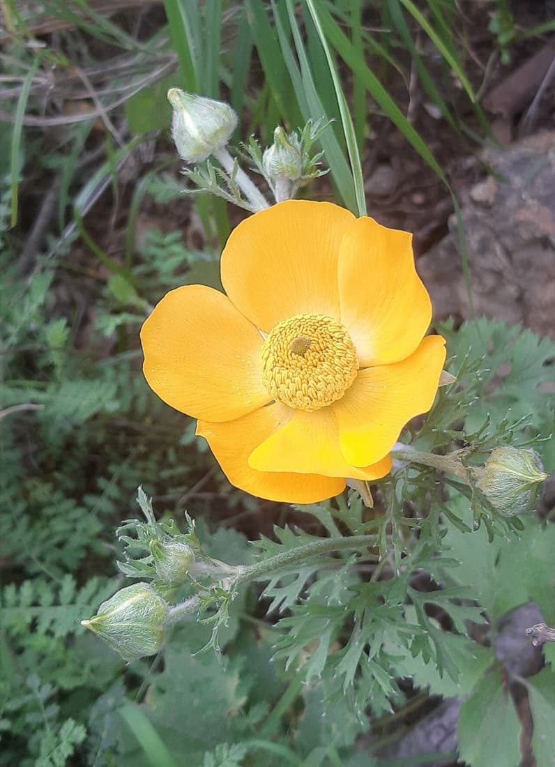 Ranunculus Mix
