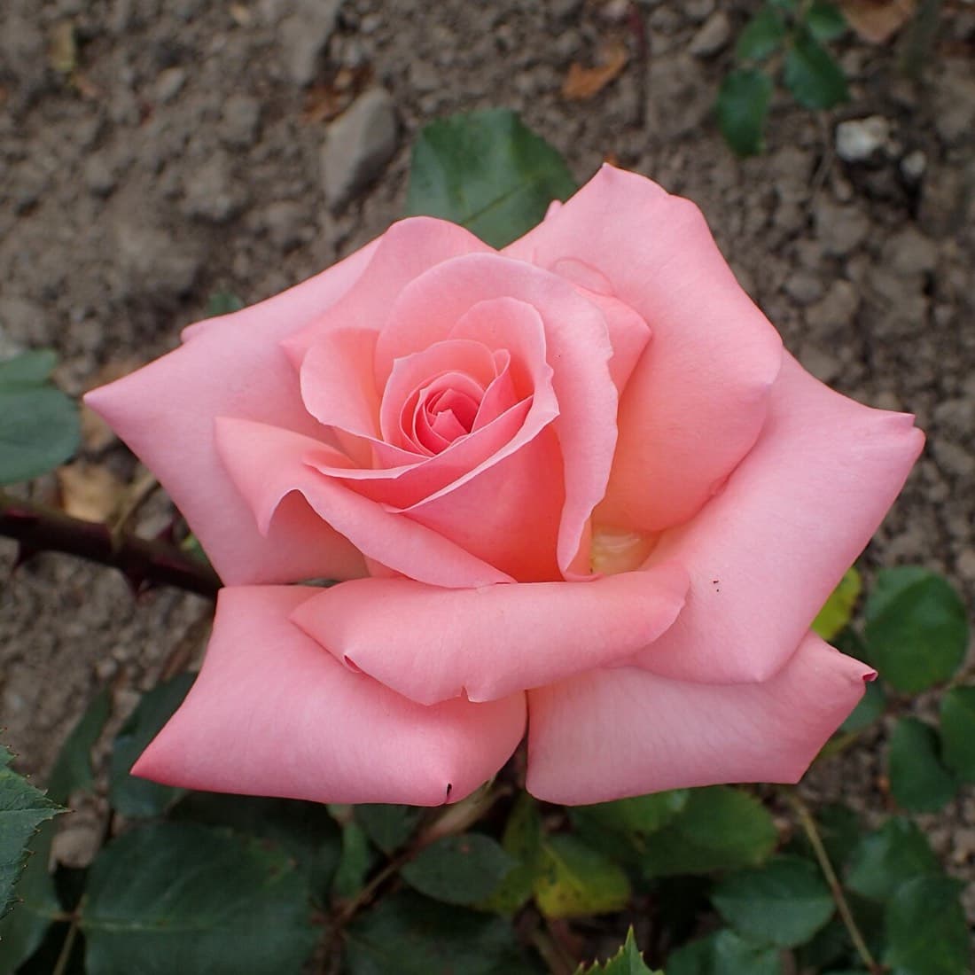 Rose Explorer