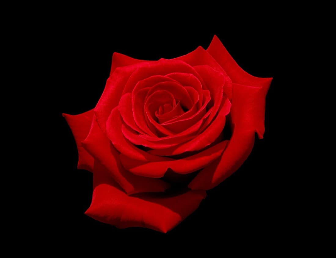 Rose Explorer