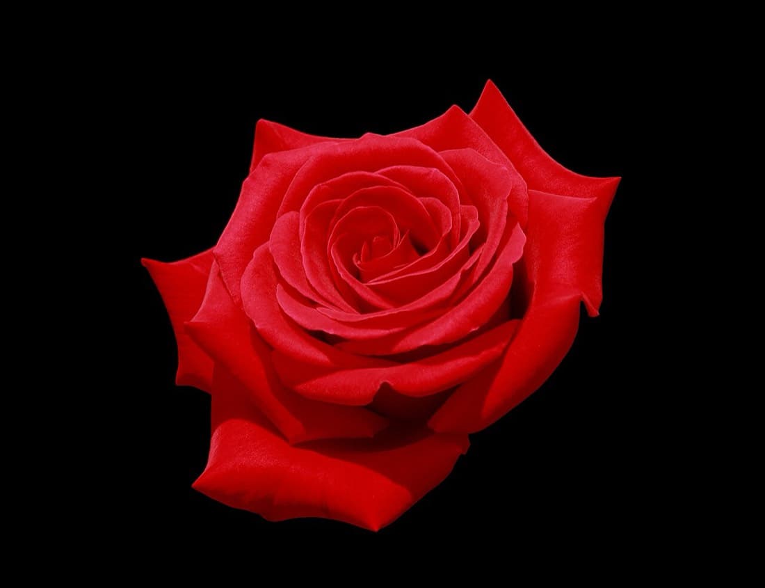 Rose Explorer