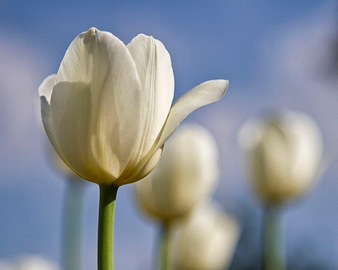 Tulip White
