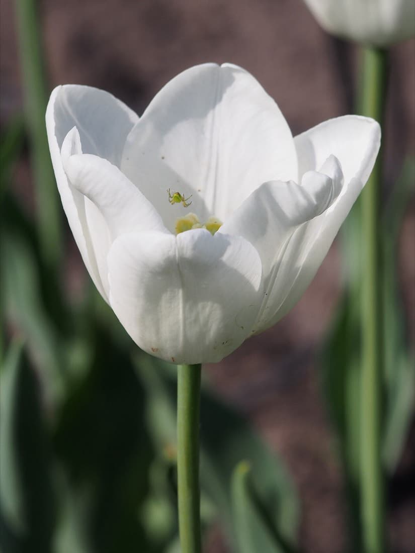 Tulip White
