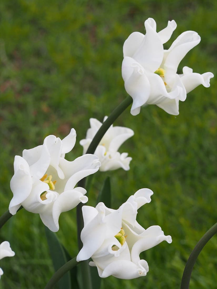 Tulip White