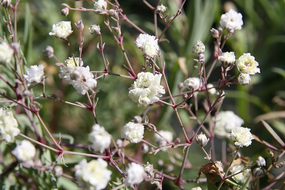 Gypsophila Cloud