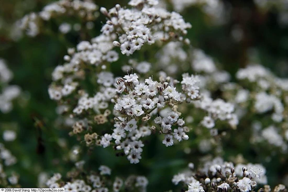Gypsophila Cloud