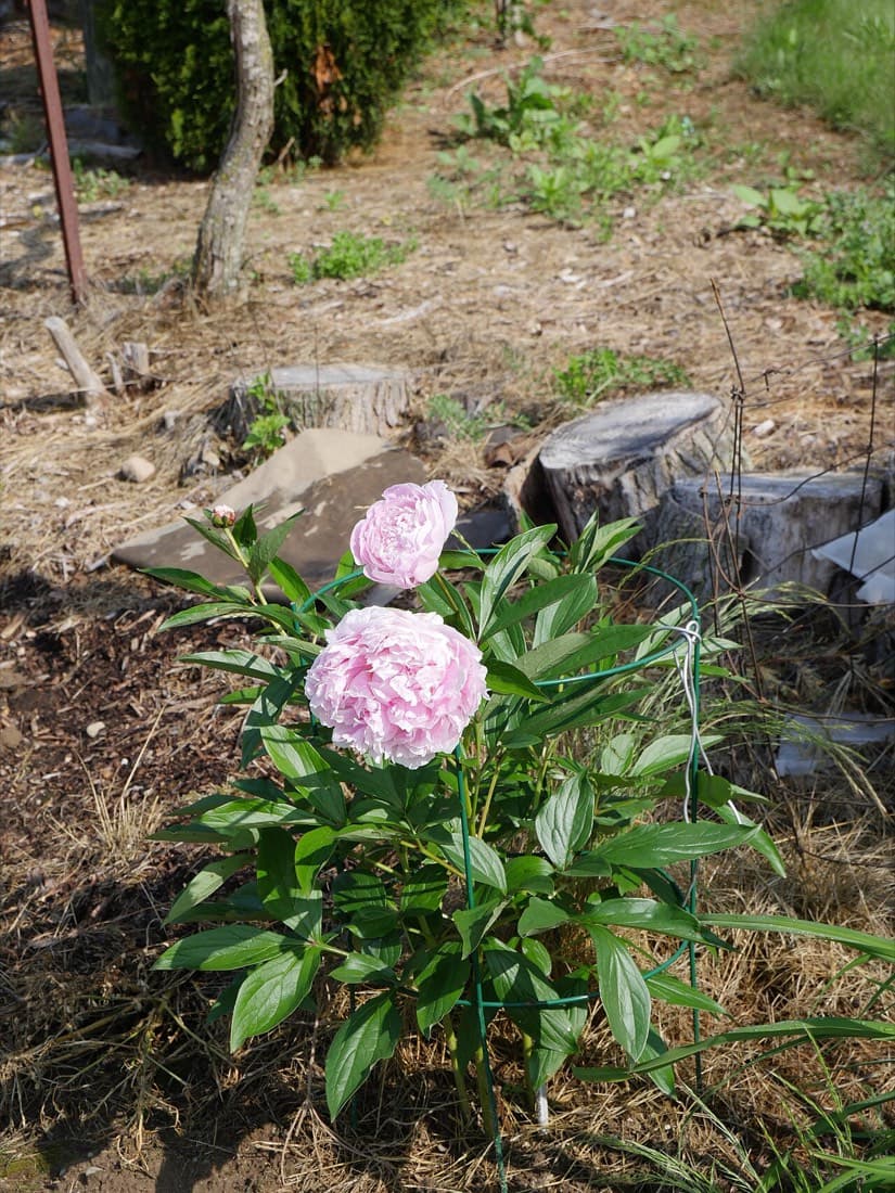 Peony Sarah Bernhardt