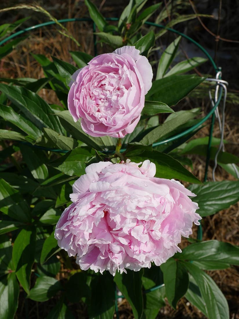 Peony Sarah Bernhardt